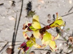 Tritoniopsis parviflora green anthers